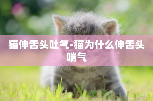 貓伸舌頭吐氣-貓為什么伸舌頭喘氣