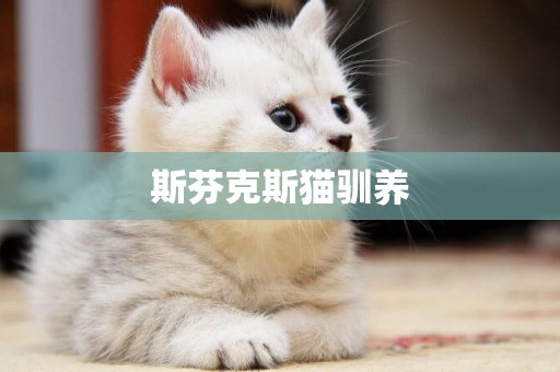 斯芬克斯貓馴養
