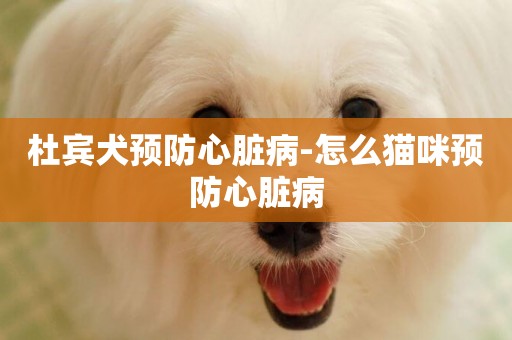 杜賓犬預防心臟病-怎么貓咪預防心臟病