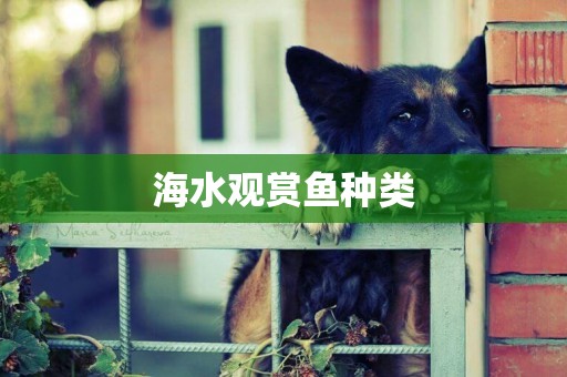 海水觀賞魚種類