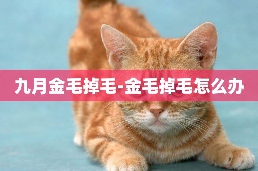 九月金毛掉毛-金毛掉毛怎么辦