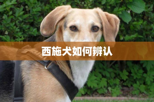 西施犬如何辨認