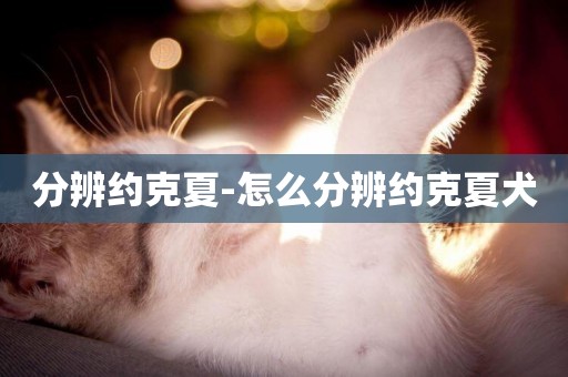 分辨約克夏-怎么分辨約克夏犬
