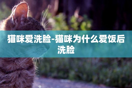 貓咪愛洗臉-貓咪為什么愛飯后洗臉