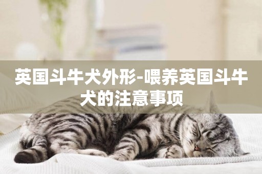 英國斗牛犬外形-喂養英國斗牛犬的注意事項