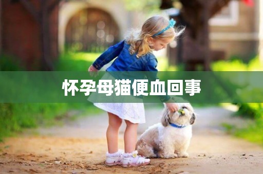 懷孕母貓便血回事