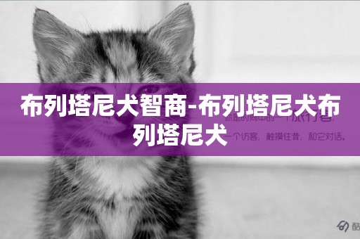 布列塔尼犬智商-布列塔尼犬布列塔尼犬