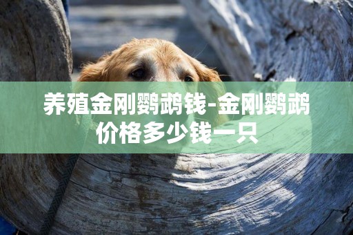養殖金剛鸚鵡錢-金剛鸚鵡價格多少錢一只