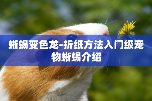 蜥蜴變色龍-折紙方法入門級寵物蜥蜴介紹