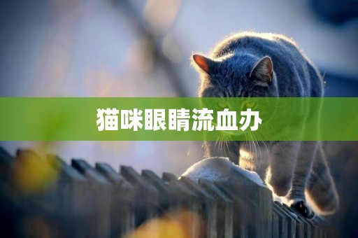 貓咪眼睛流血辦