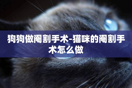 狗狗做閹割手術-貓咪的閹割手術怎么做