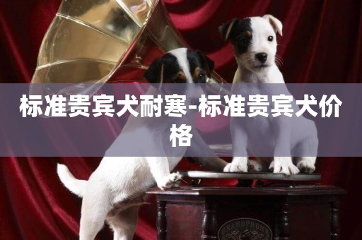 標準貴賓犬耐寒-標準貴賓犬價格