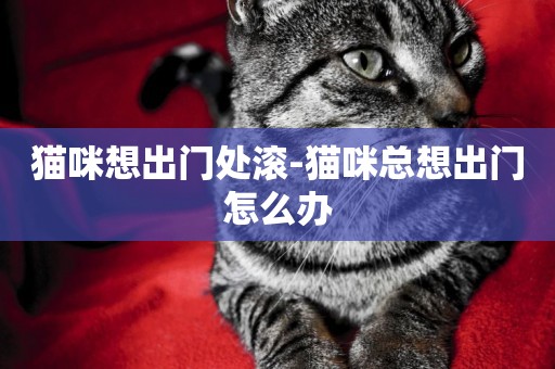 貓咪想出門處滾-貓咪總想出門怎么辦