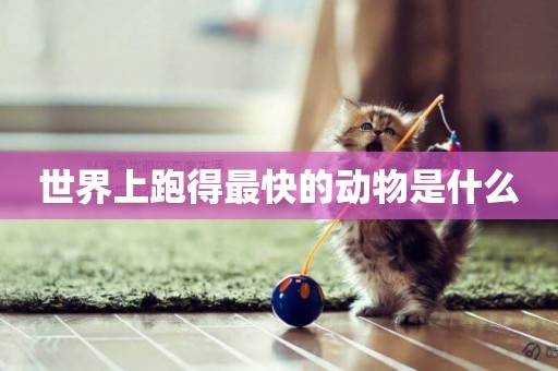 世界上跑得最快的動物是什么