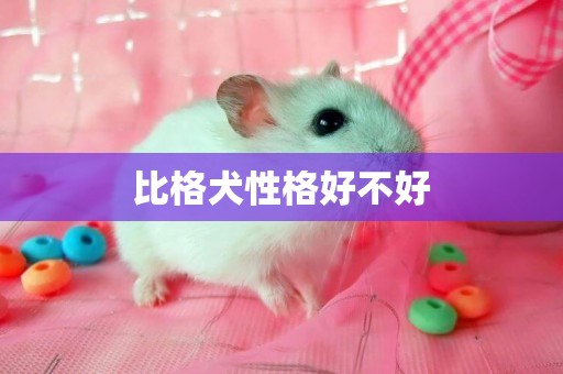 比格犬性格好不好