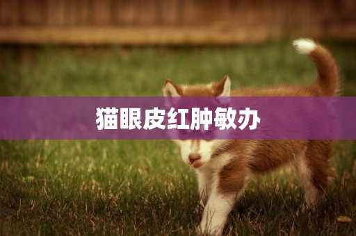 貓眼皮紅腫敏辦