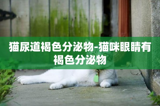 貓尿道褐色分泌物-貓咪眼睛有褐色分泌物