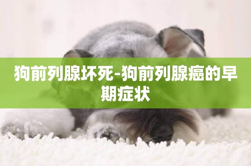 狗前列腺壞死-狗前列腺癌的早期癥狀