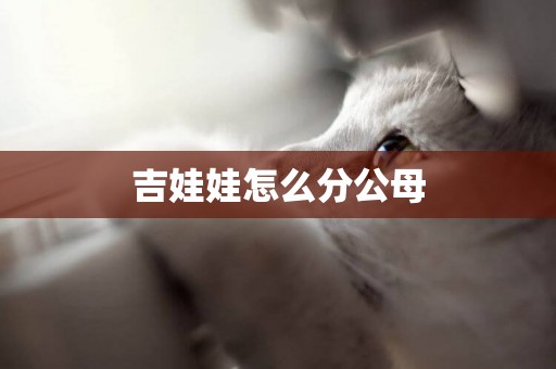 吉娃娃怎么分公母