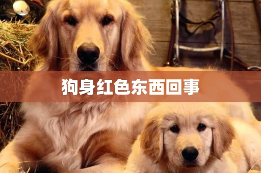 狗身紅色東西回事