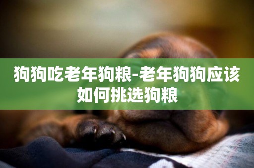 狗狗吃老年狗糧-老年狗狗應該如何挑選狗糧