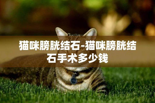 貓咪膀胱結石-貓咪膀胱結石手術多少錢