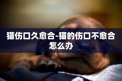 貓傷口久愈合-貓的傷口不愈合怎么辦
