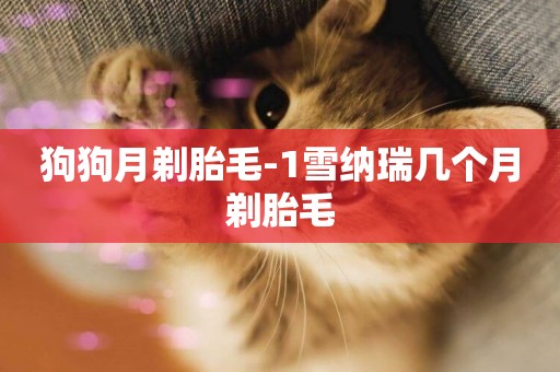 狗狗月剃胎毛-1雪納瑞幾個月剃胎毛