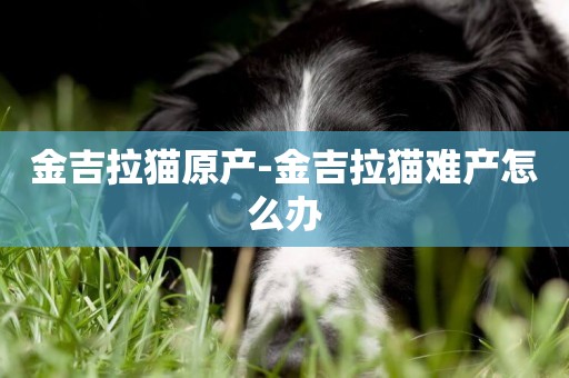 金吉拉貓原產-金吉拉貓難產怎么辦