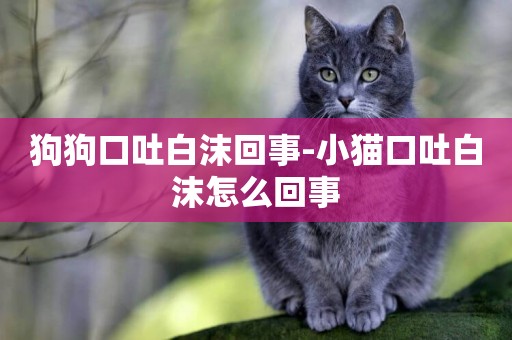 狗狗口吐白沫回事-小貓口吐白沫怎么回事