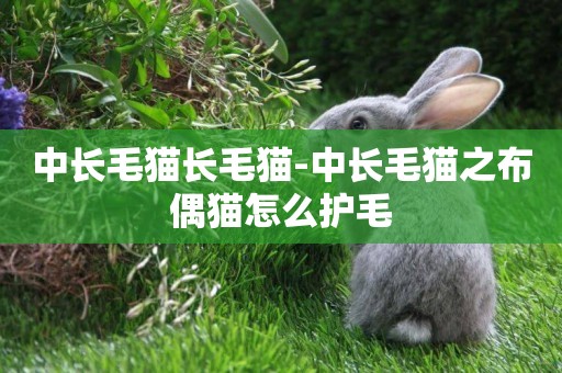中長毛貓長毛貓-中長毛貓之布偶貓怎么護毛