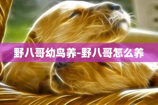 野八哥幼鳥養-野八哥怎么養