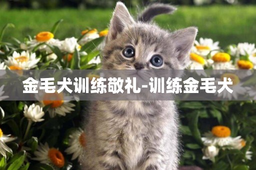 金毛犬訓練敬禮-訓練金毛犬