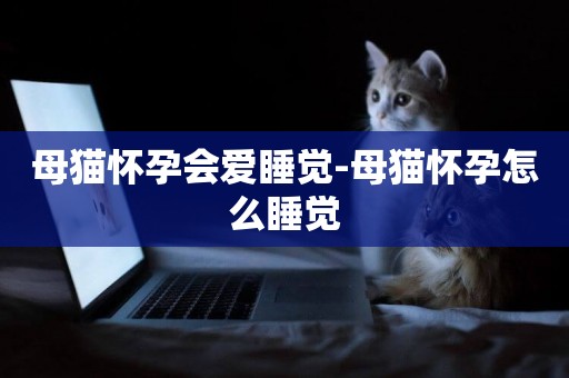 母貓懷孕會愛睡覺-母貓懷孕怎么睡覺