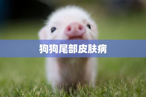 狗狗尾部皮膚病