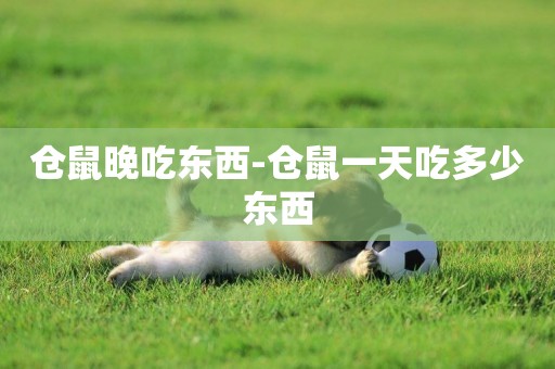倉鼠晚吃東西-倉鼠一天吃多少東西