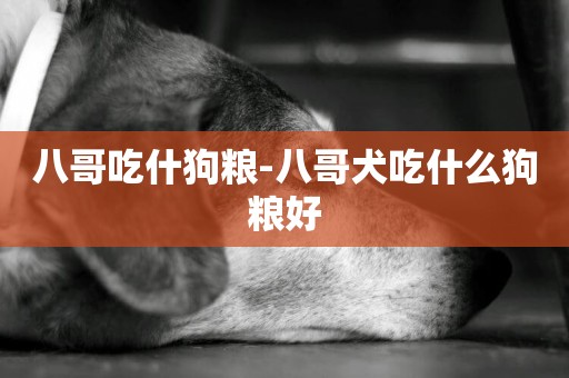 八哥吃什狗糧-八哥犬吃什么狗糧好