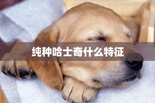 純種哈士奇什么特征