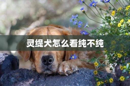 靈緹犬怎么看純不純