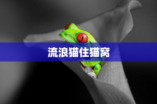 流浪貓住貓窩