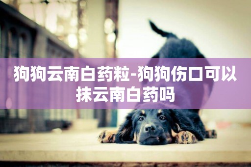 狗狗云南白藥粒-狗狗傷口可以抹云南白藥嗎