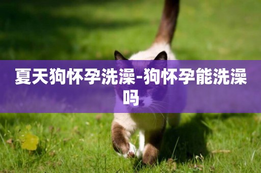 夏天狗懷孕洗澡-狗懷孕能洗澡嗎