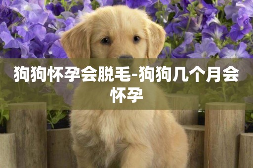 狗狗懷孕會脫毛-狗狗幾個月會懷孕
