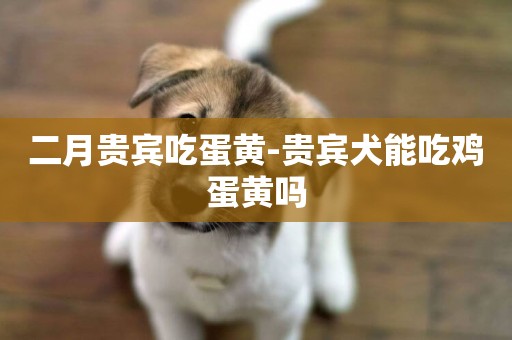 二月貴賓吃蛋黃-貴賓犬能吃雞蛋黃嗎