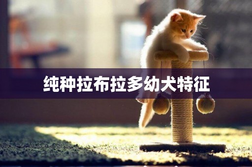 純種拉布拉多幼犬特征