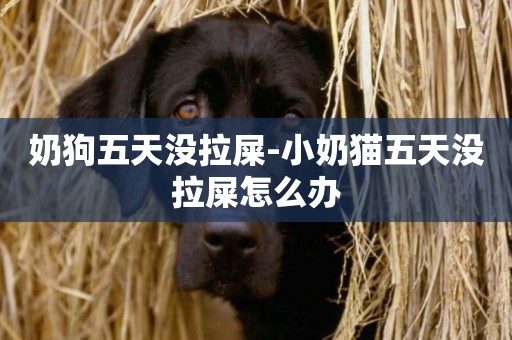 奶狗五天沒拉屎-小奶貓五天沒拉屎怎么辦