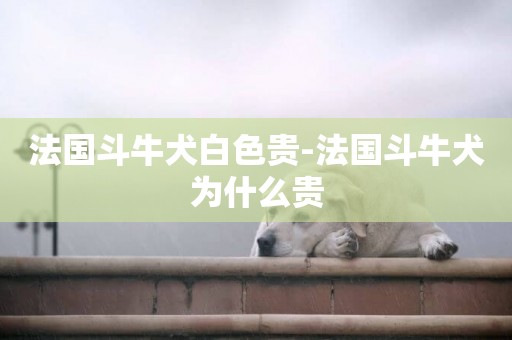 法國斗牛犬白色貴-法國斗牛犬為什么貴