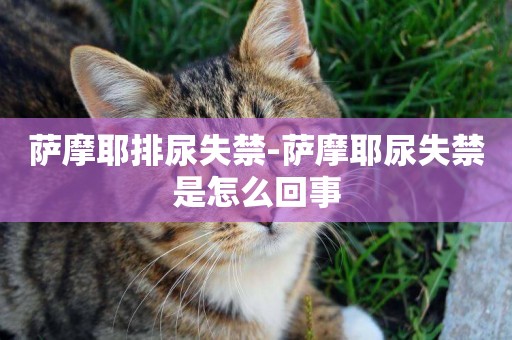 薩摩耶排尿失禁-薩摩耶尿失禁是怎么回事