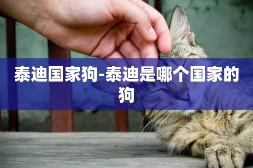 泰迪國家狗-泰迪是哪個國家的狗