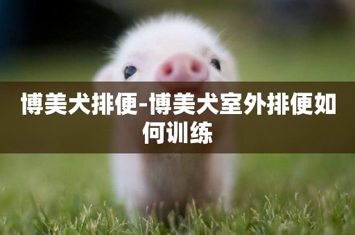 博美犬排便-博美犬室外排便如何訓練